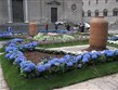 Itálie - Viterbo - květinové slavnosti San Pellegrino in Fiore