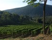 Itálie - Toskánsko -  proslulé vinice u Montepulciana