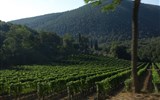 Toskánsko - Itálie - Toskánsko -  proslulé vinice u Montepulciana